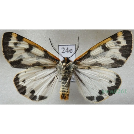 Parasemia plantaginis (Linnaeus, 1758) form white reverse Niedźwiedziówka babkówka, misiówka czwórka Poland24e